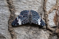 DPP - Pantanal - Red cracker, Hamadryas amphinome - A