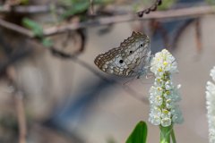 DPP - Pantanal - White peacock, Anartia jatrophae - A