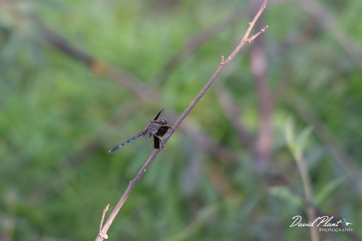 DPP - Pantanal - Band-winged dragonlet, Erythrodiplax umbrata - A.jpg - Band-winged dragonlet, Erythrodiplax umbrata - Pantanal, Brazil