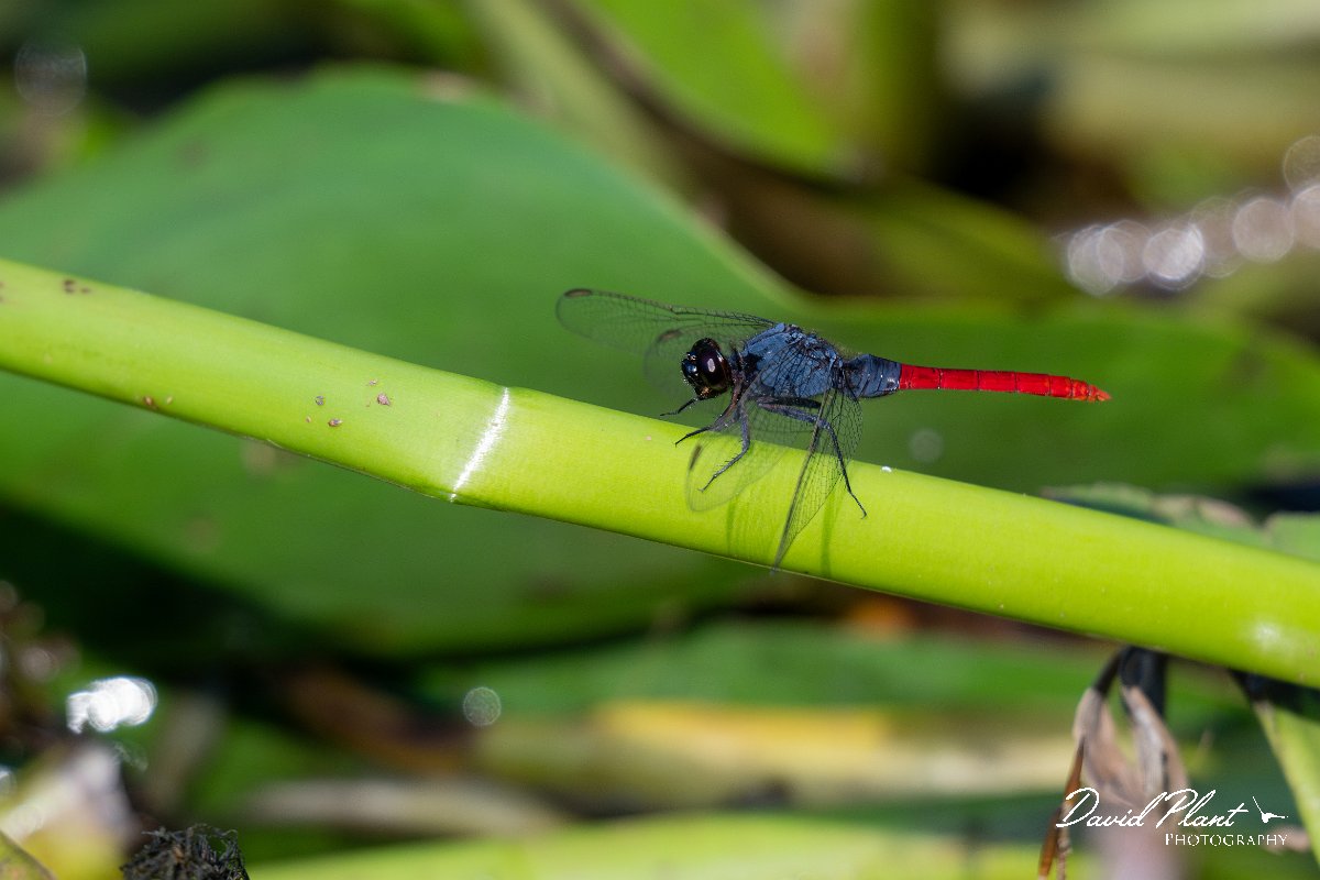 DPP - Pantanal - Flame-tailed pondhawk, Erythemis peruviana - B.jpg - Flame-tailed pondhawk, Erythemis peruviana, male - Pantanal, Brazil