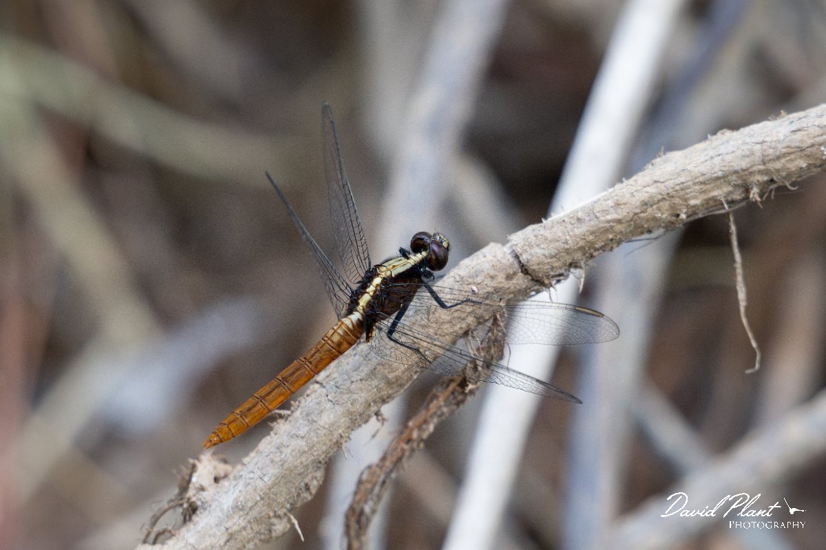 DPP - Pantanal - Flame-tailed pondhawk, Erythemis peruviana - E.jpg - Flame-tailed pondhawk, Erythemis peruviana, female - Pantanal, Brazil