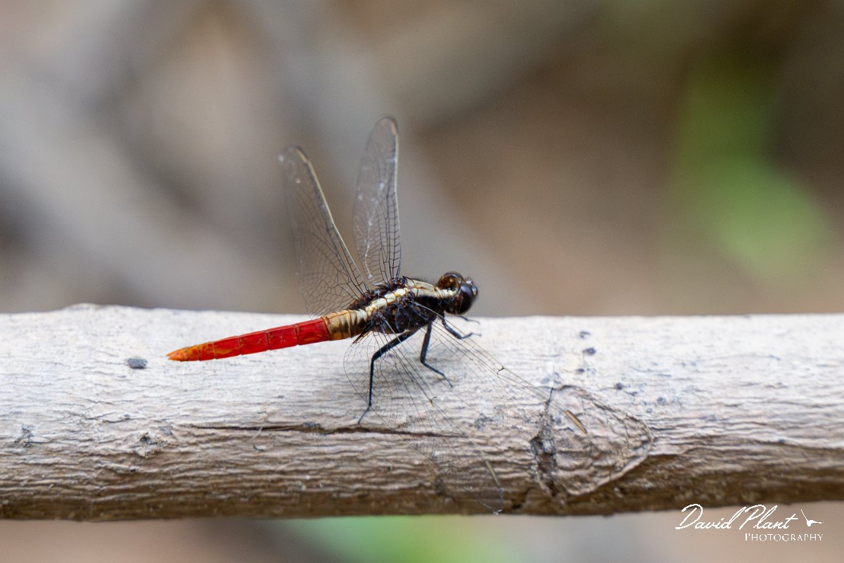 DPP - Pantanal - Flame-tailed pondhawk, Erythemis peruviana - F.jpg - Flame-tailed pondhawk, Erythemis peruviana, female - Pantanal, Brazil