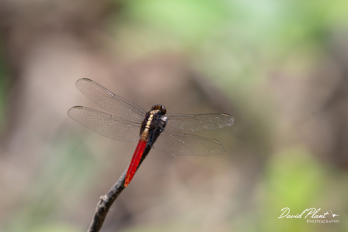 DPP - Pantanal - Flame-tailed pondhawk, Erythemis peruviana - G.jpg - Flame-tailed pondhawk, Erythemis peruviana, female - Pantanal, Brazil