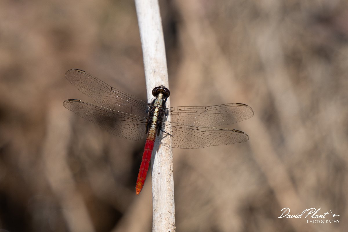 DPP - Pantanal - Flame-tailed pondhawk, Erythemis peruviana - H.jpg - Flame-tailed pondhawk, Erythemis peruviana, female - Pantanal, Brazil
