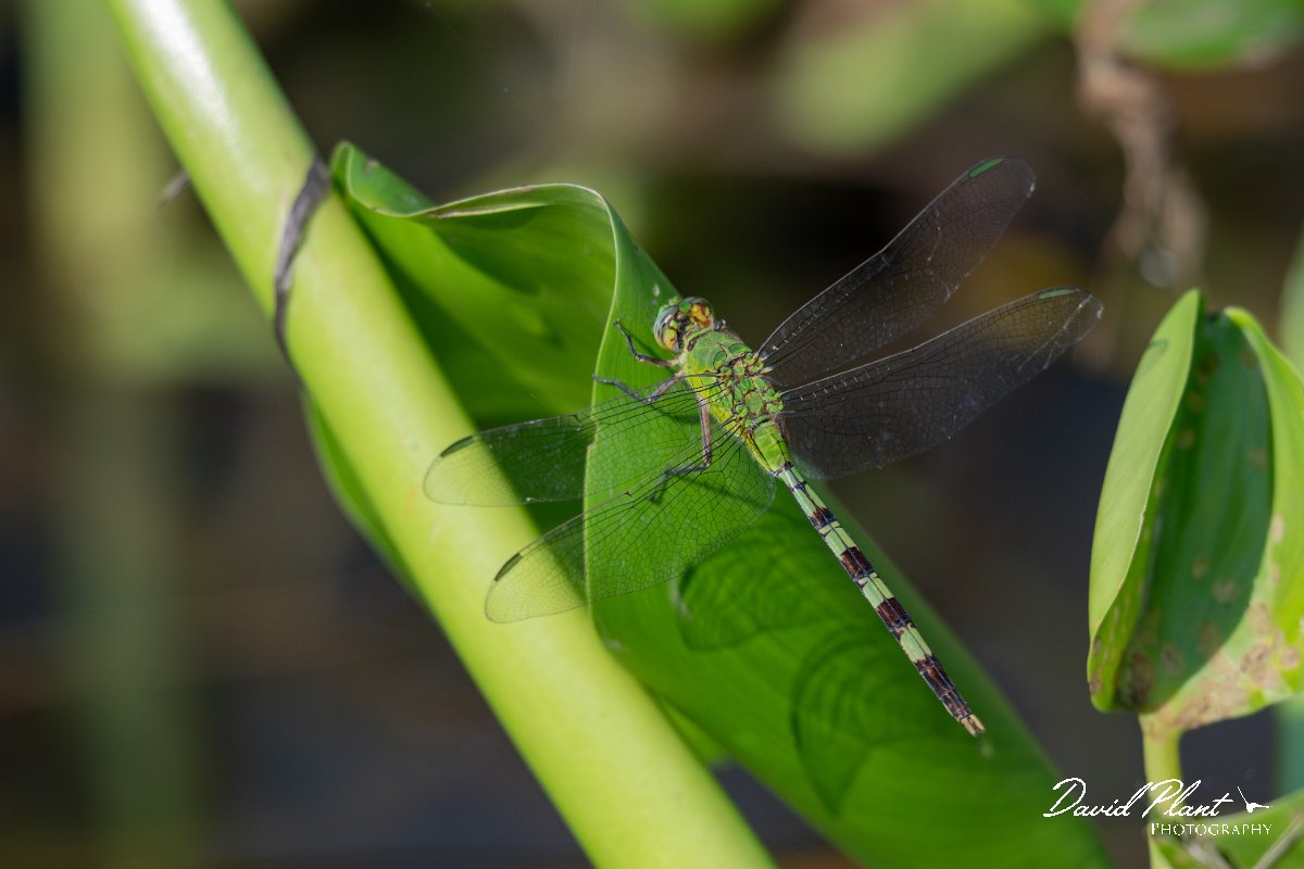 DPP - Pantanal - Great pondhawk, Erythemis vesiculosa - A.jpg - Great pondhawk, Erythemis vesiculosa - Pantanal, Brazil