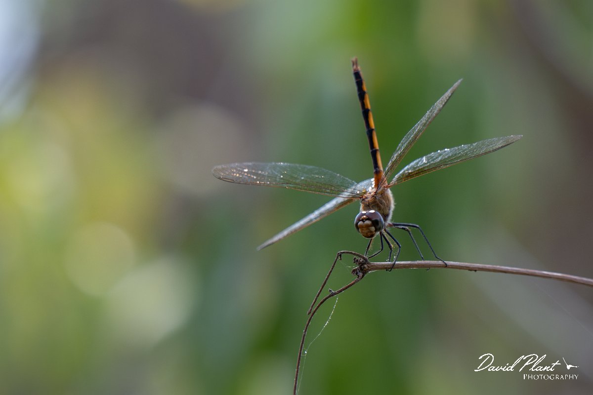 DPP - Pantanal - Tawny pennant, Brachymesia herbida - C.jpg - Tawny pennant, Brachymesia herbida - Pantanal, Brazil