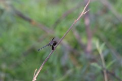 DPP - Pantanal - Band-winged dragonlet, Erythrodiplax umbrata - A