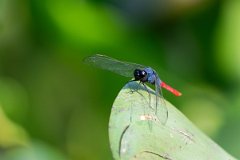 DPP - Pantanal - Flame-tailed pondhawk, Erythemis peruviana - A