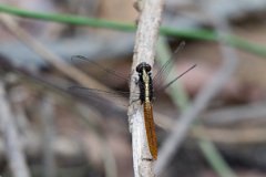 DPP - Pantanal - Flame-tailed pondhawk, Erythemis peruviana - C