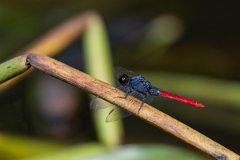 DPP - Pantanal - Flame-tailed pondhawk, Erythemis peruviana - D