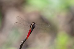 DPP - Pantanal - Flame-tailed pondhawk, Erythemis peruviana - G