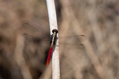 DPP - Pantanal - Flame-tailed pondhawk, Erythemis peruviana - H