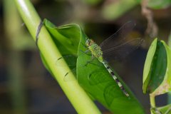 DPP - Pantanal - Great pondhawk, Erythemis vesiculosa - A