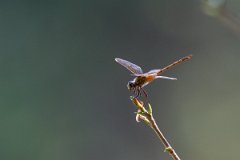 DPP - Pantanal - Tawny pennant, Brachymesia herbida - A