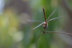 DPP - Pantanal - Tawny pennant, Brachymesia herbida - C