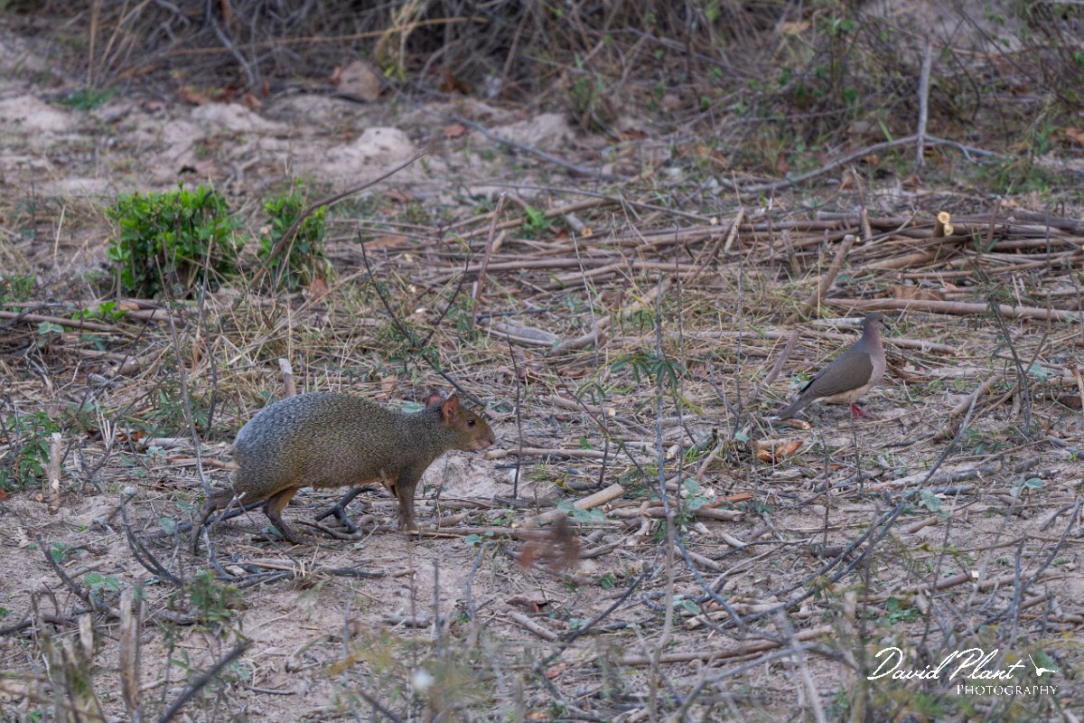 DPPhotography - Pantanal - Azara's agouti - A.jpg - Azara's agouti, Dasyprocta azarae - Pantanal, Brazil