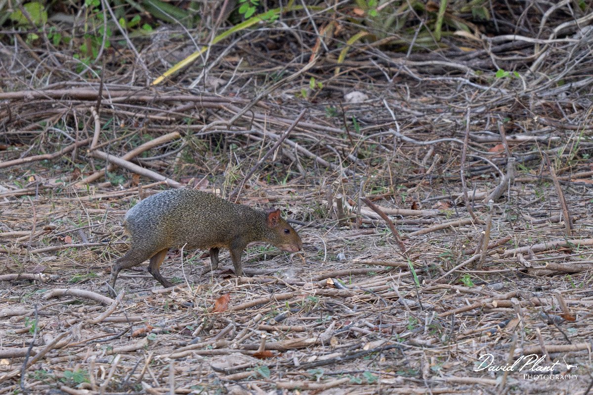 DPPhotography - Pantanal - Azara's agouti - B.jpg - Azara's agouti, Dasyprocta azarae - Pantanal, Brazil