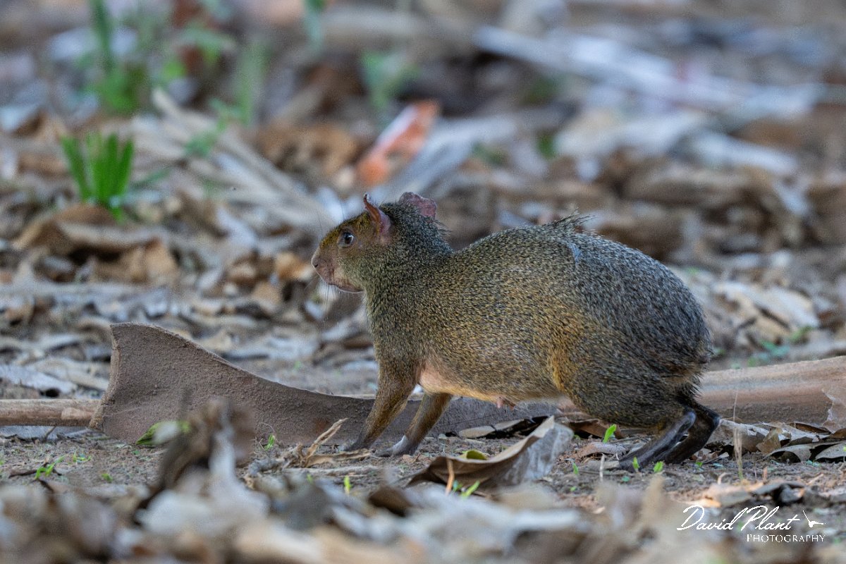 DPPhotography - Pantanal - Azara's agouti - C.jpg - Azara's agouti, Dasyprocta azarae - Pantanal, Brazil