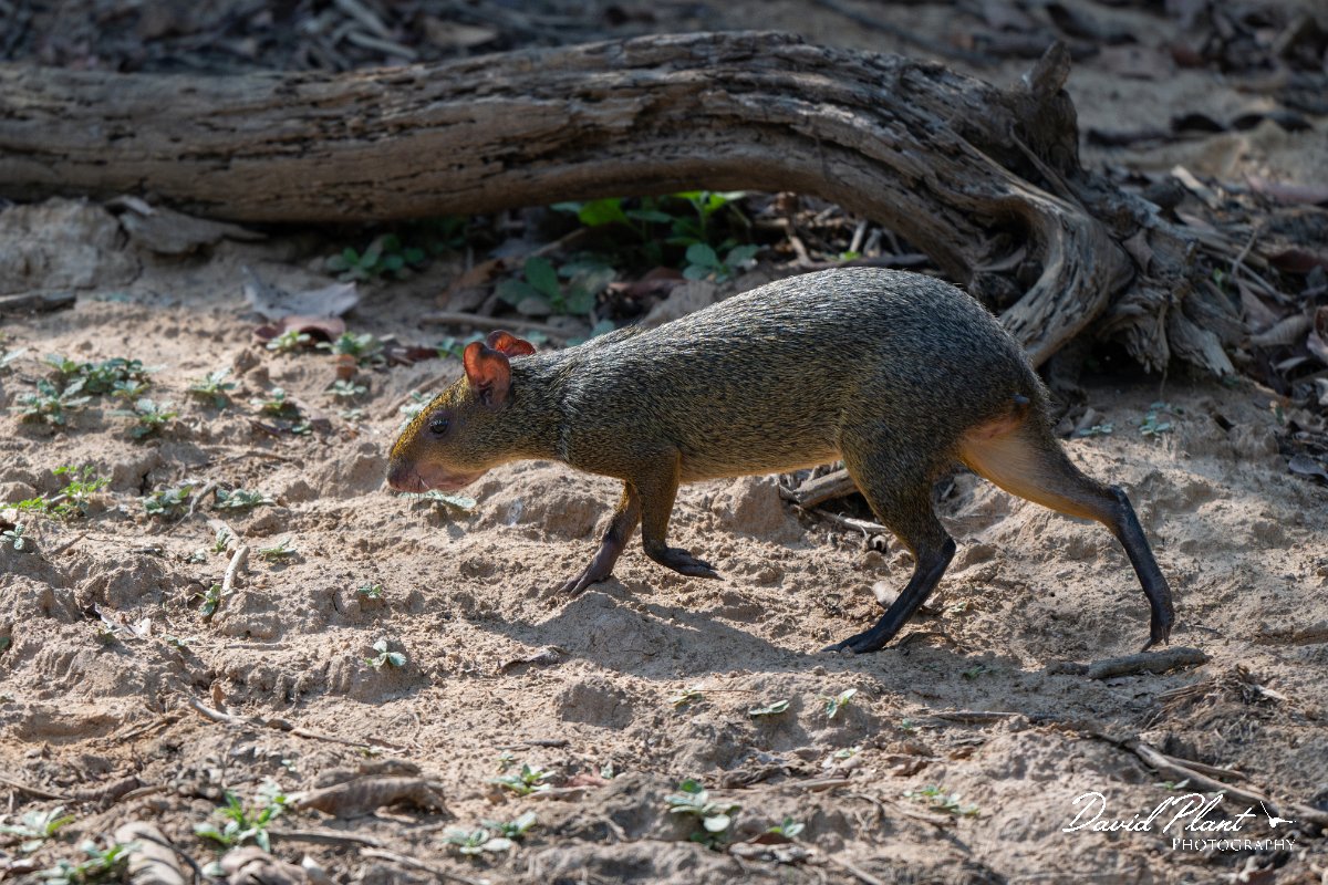 DPPhotography - Pantanal - Azara's agouti - D.jpg - Azara's agouti, Dasyprocta azarae - Pantanal, Brazil