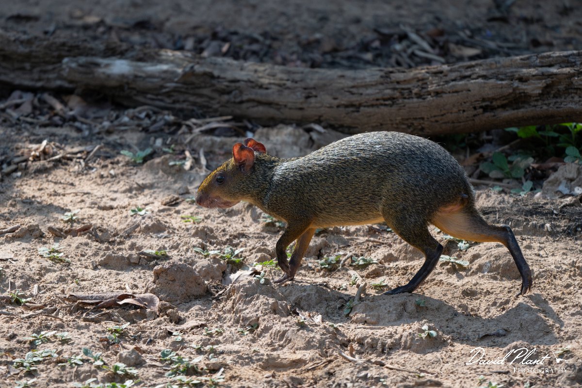 DPPhotography - Pantanal - Azara's agouti - E.jpg - Azara's agouti, Dasyprocta azarae - Pantanal, Brazil