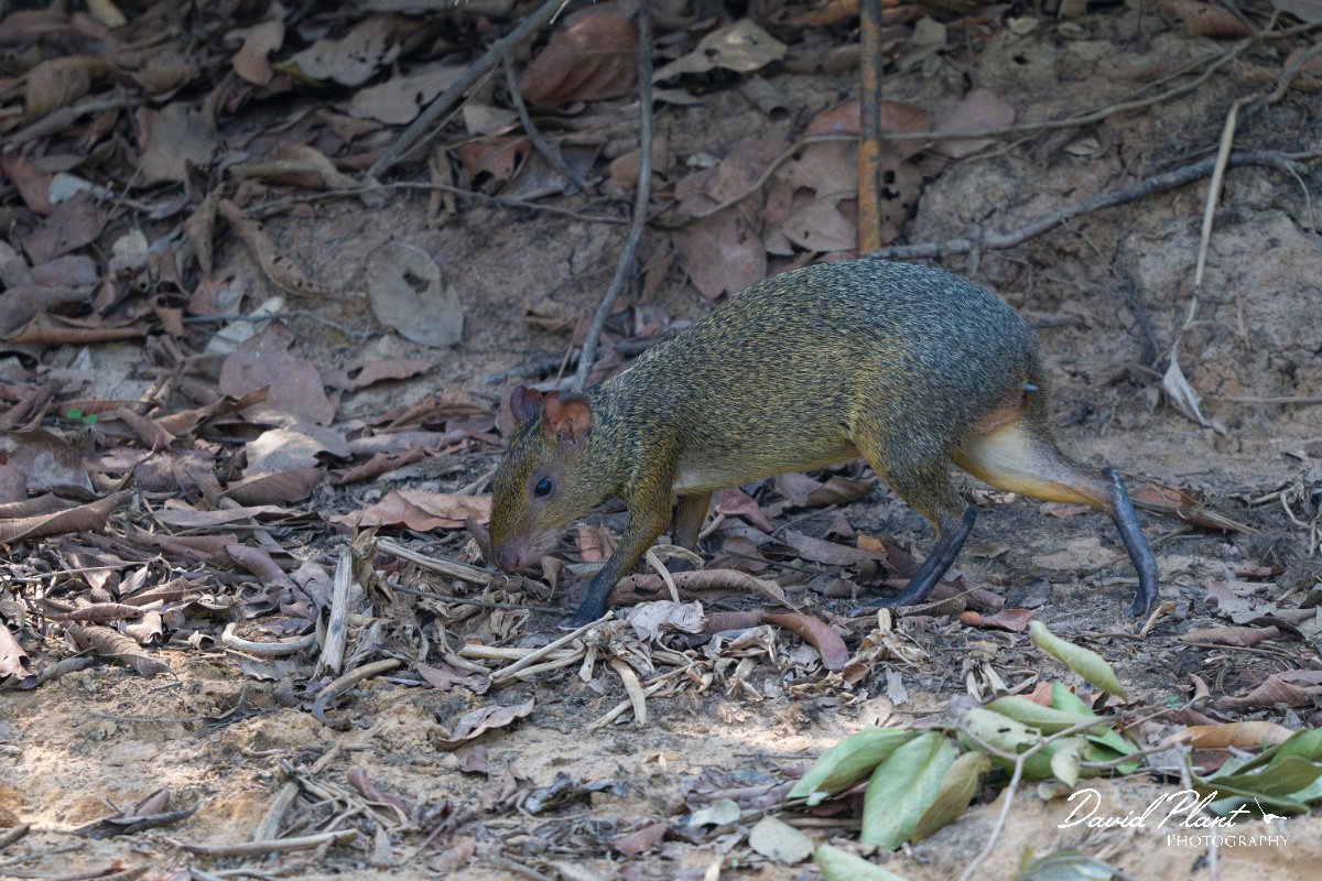 DPPhotography - Pantanal - Azara's agouti - F.jpg - Azara's agouti, Dasyprocta azarae - Pantanal, Brazil