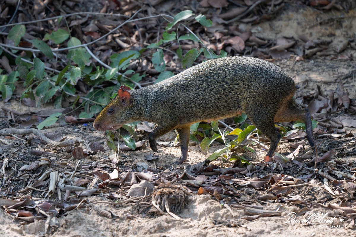 DPPhotography - Pantanal - Azara's agouti - G.jpg - Azara's agouti, Dasyprocta azarae - Pantanal, Brazil