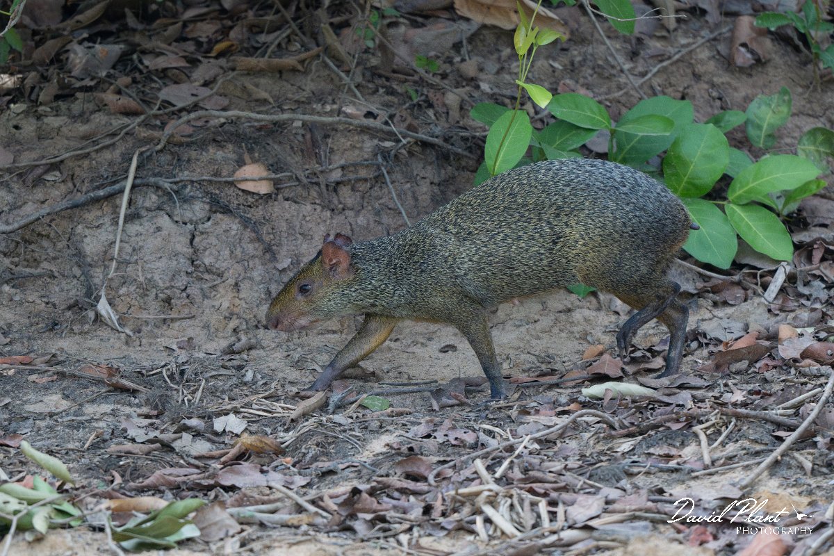 DPPhotography - Pantanal - Azara's agouti - J.jpg - Azara's agouti, Dasyprocta azarae - Pantanal, Brazil