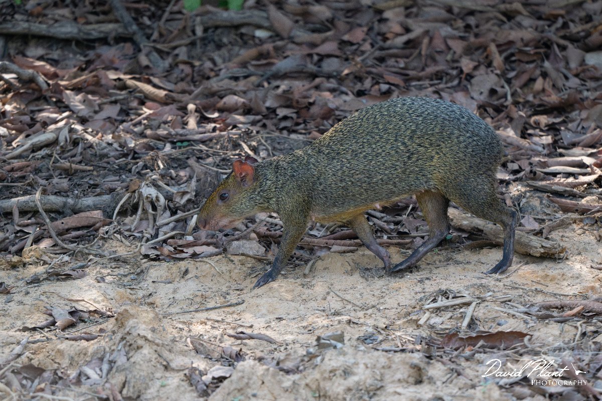 DPPhotography - Pantanal - Azara's agouti - K.jpg - Azara's agouti, Dasyprocta azarae - Pantanal, Brazil