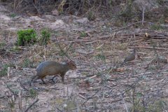 DPPhotography - Pantanal - Azara's agouti - A