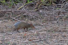 DPPhotography - Pantanal - Azara's agouti - B