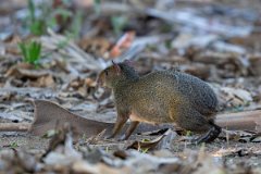 DPPhotography - Pantanal - Azara's agouti - C