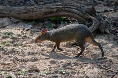 DPPhotography - Pantanal - Azara's agouti - D