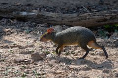 DPPhotography - Pantanal - Azara's agouti - E