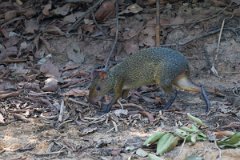DPPhotography - Pantanal - Azara's agouti - F