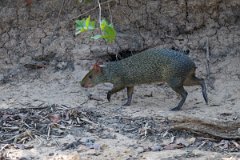 DPPhotography - Pantanal - Azara's agouti - H