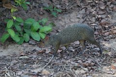 DPPhotography - Pantanal - Azara's agouti - I