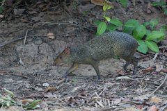 DPPhotography - Pantanal - Azara's agouti - J