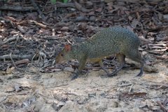 DPPhotography - Pantanal - Azara's agouti - K