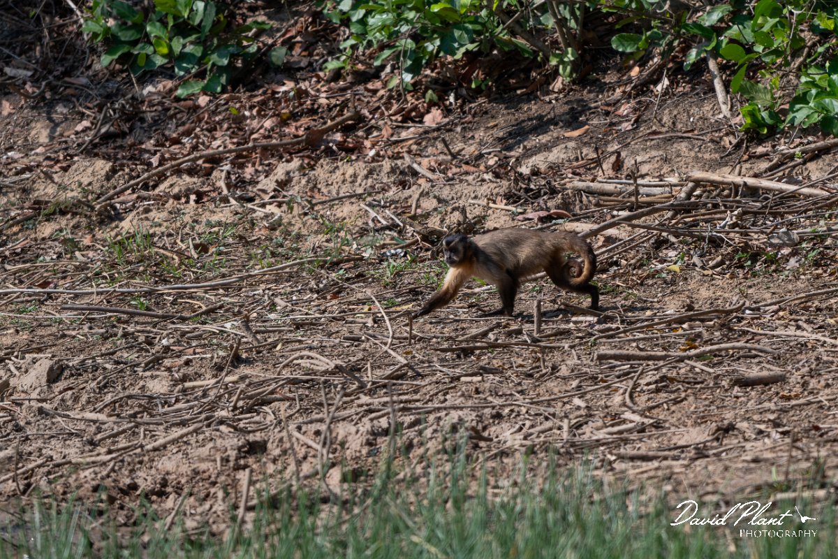 DPPhotography - Pantanal - Azara's capuchin - A.jpg - Azara's capuchin, Sapajus cay - Pantanal, Brazil