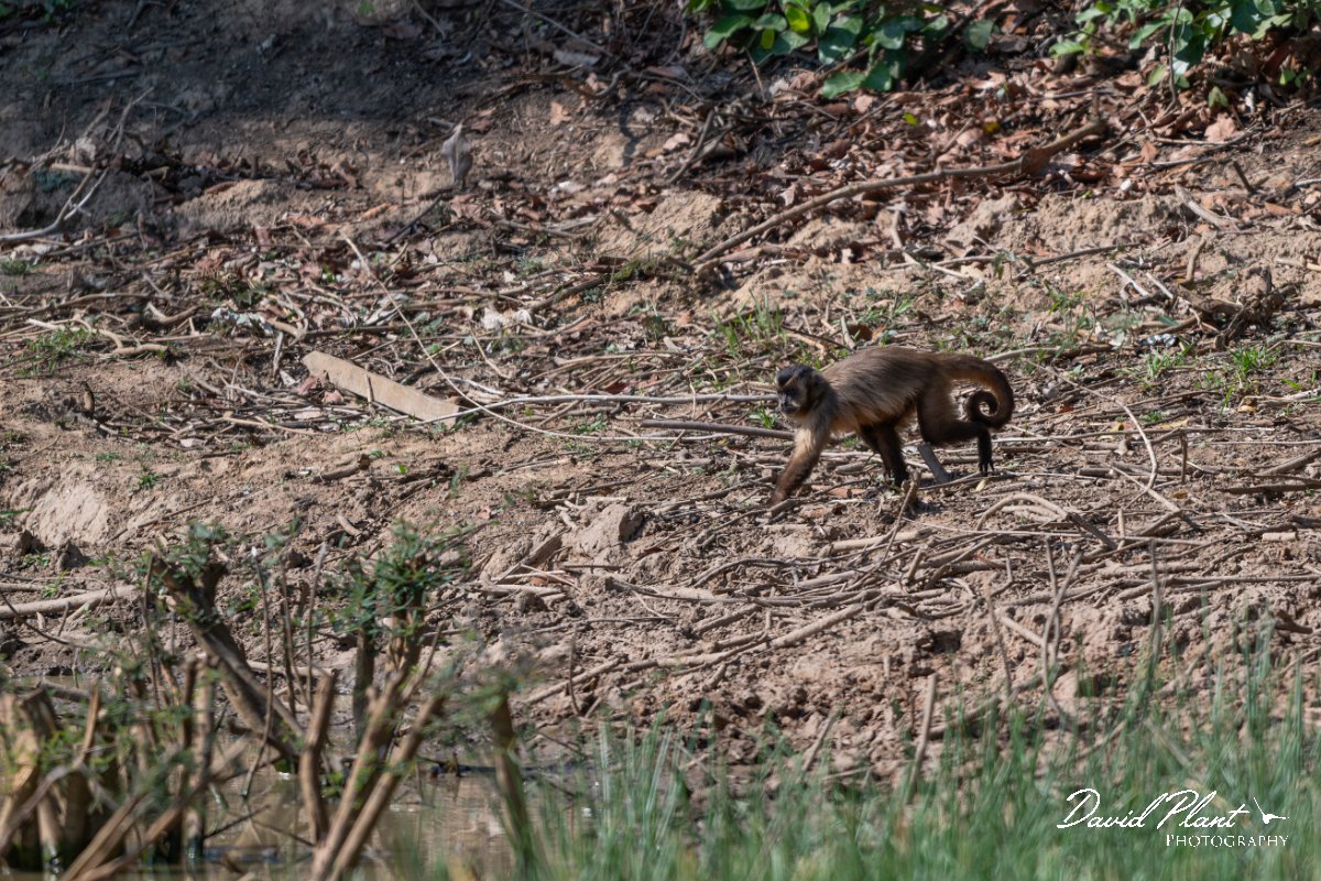 DPPhotography - Pantanal - Azara's capuchin - B.jpg - Azara's capuchin, Sapajus cay - Pantanal, Brazil