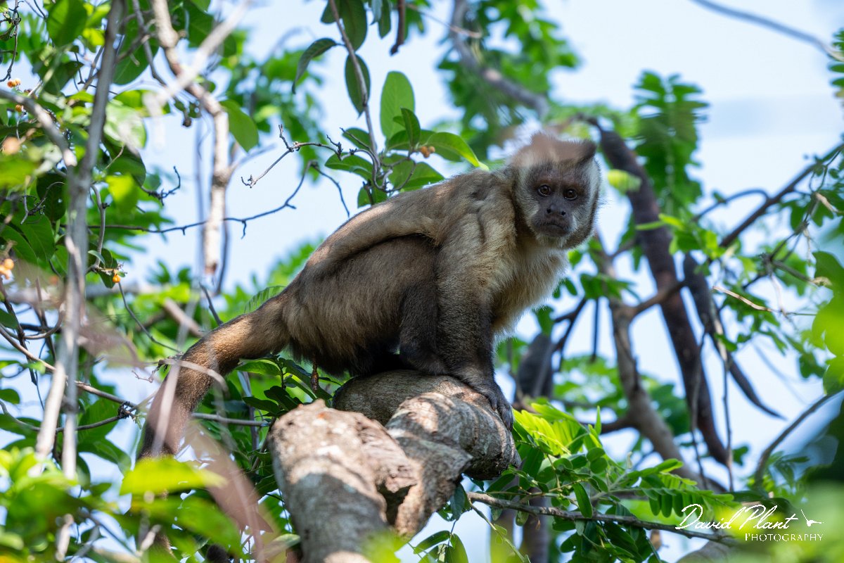 DPPhotography - Pantanal - Azara's capuchin - C.jpg - Azara's capuchin, Sapajus cay - Pantanal, Brazil
