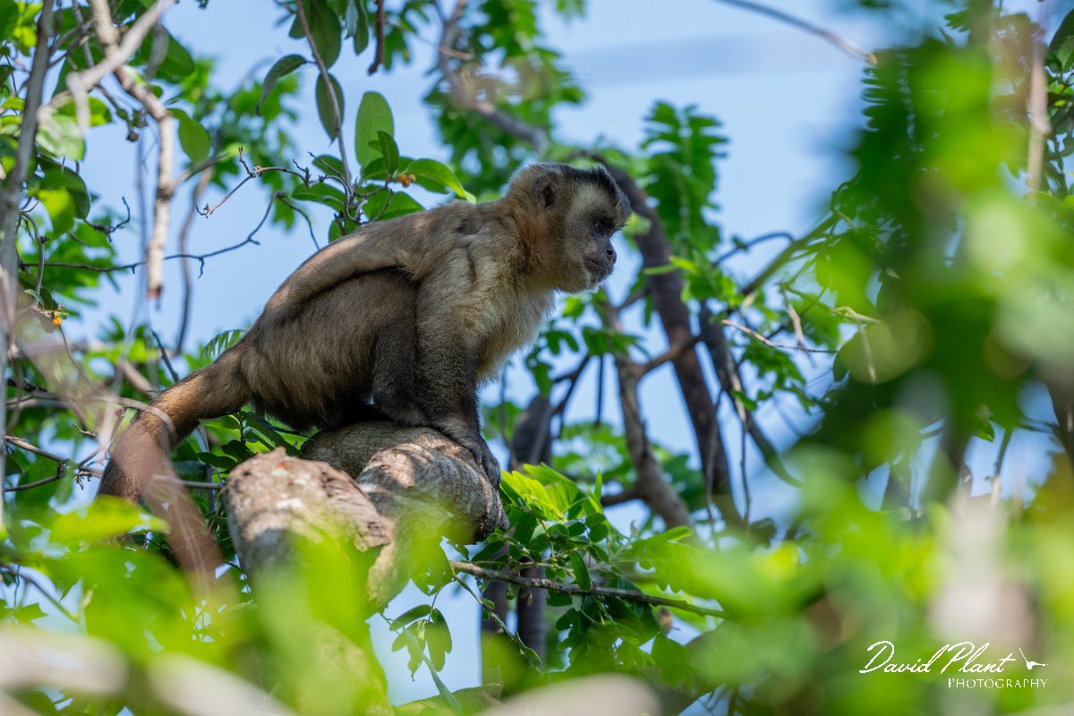 DPPhotography - Pantanal - Azara's capuchin - D.jpg - Azara's capuchin, Sapajus cay - Pantanal, Brazil