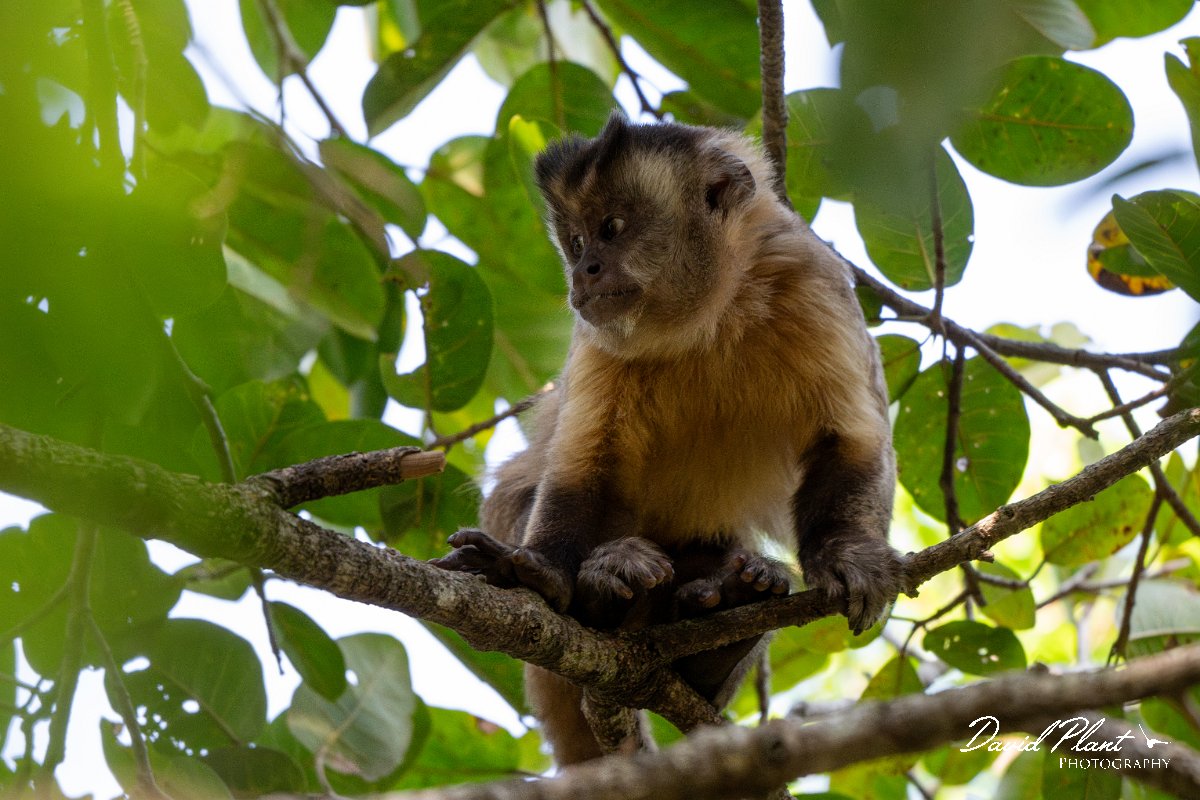 DPPhotography - Pantanal - Azara's capuchin - E.jpg - Azara's capuchin, Sapajus cay - Pantanal, Brazil