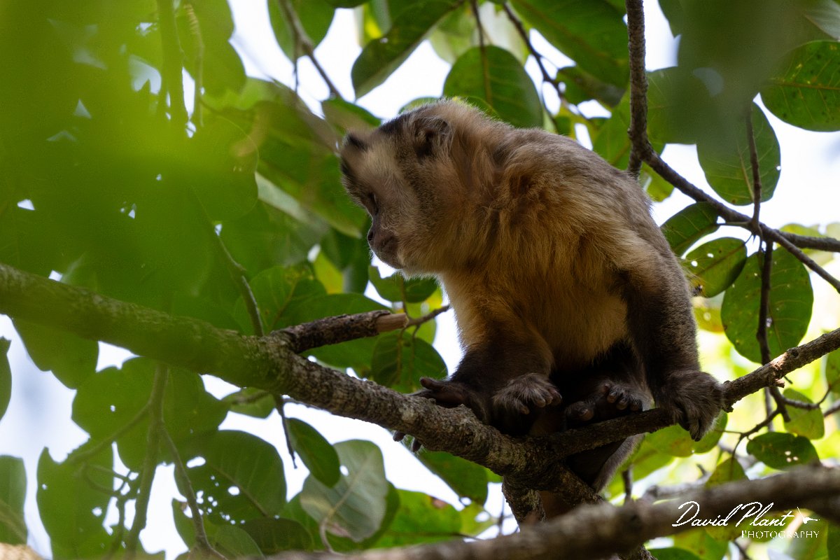 DPPhotography - Pantanal - Azara's capuchin - F.jpg - Azara's capuchin, Sapajus cay - Pantanal, Brazil