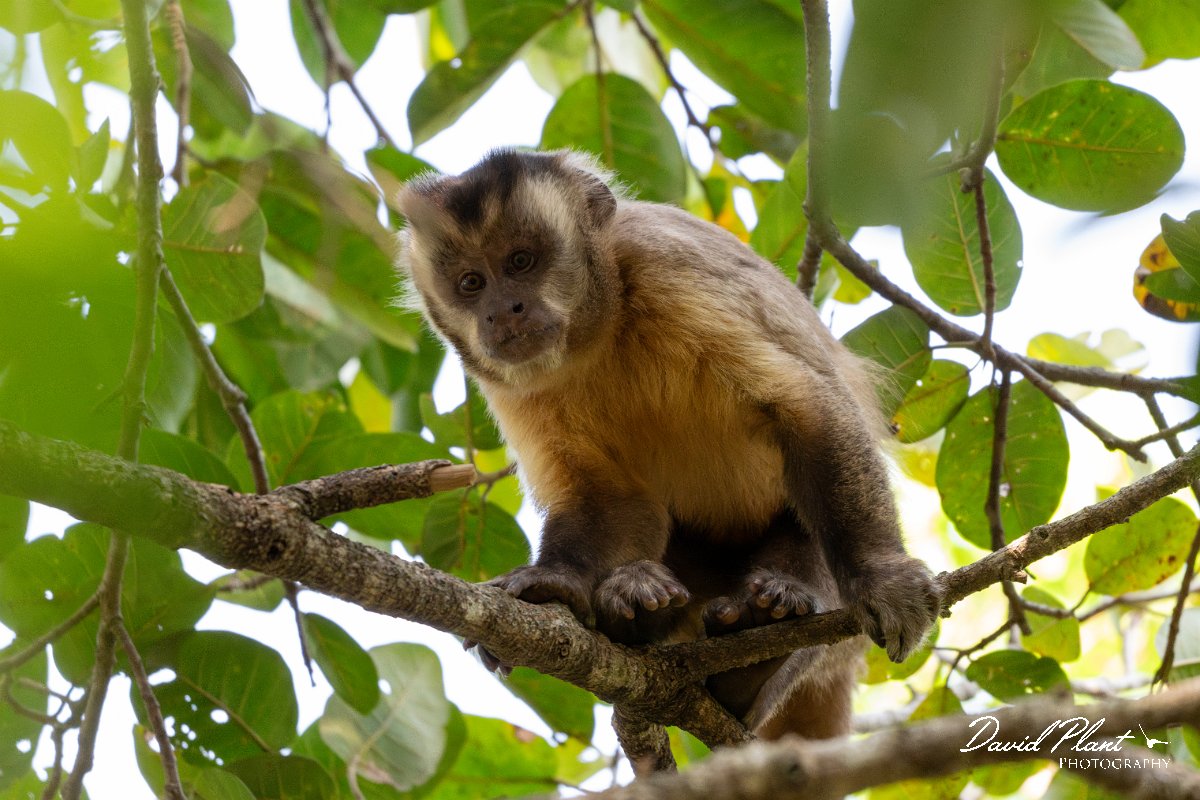DPPhotography - Pantanal - Azara's capuchin - G.jpg - Azara's capuchin, Sapajus cay - Pantanal, Brazil
