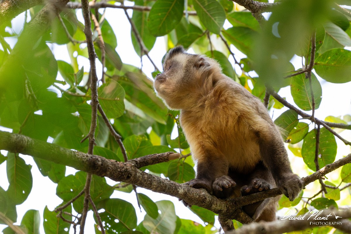 DPPhotography - Pantanal - Azara's capuchin - H.jpg - Azara's capuchin, Sapajus cay - Pantanal, Brazil