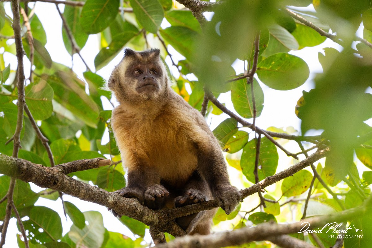 DPPhotography - Pantanal - Azara's capuchin - I.jpg - Azara's capuchin, Sapajus cay - Pantanal, Brazil
