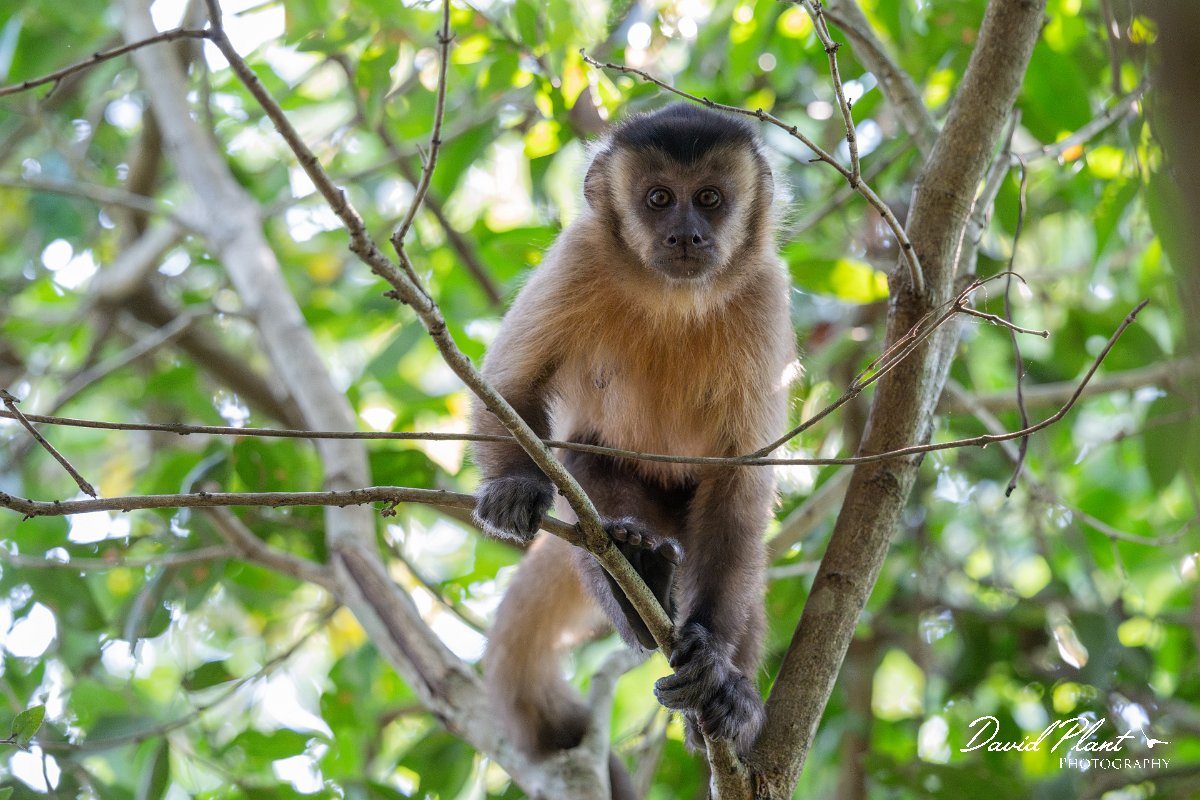 DPPhotography - Pantanal - Azara's capuchin - K.jpg - Azara's capuchin, Sapajus cay - Pantanal, Brazil