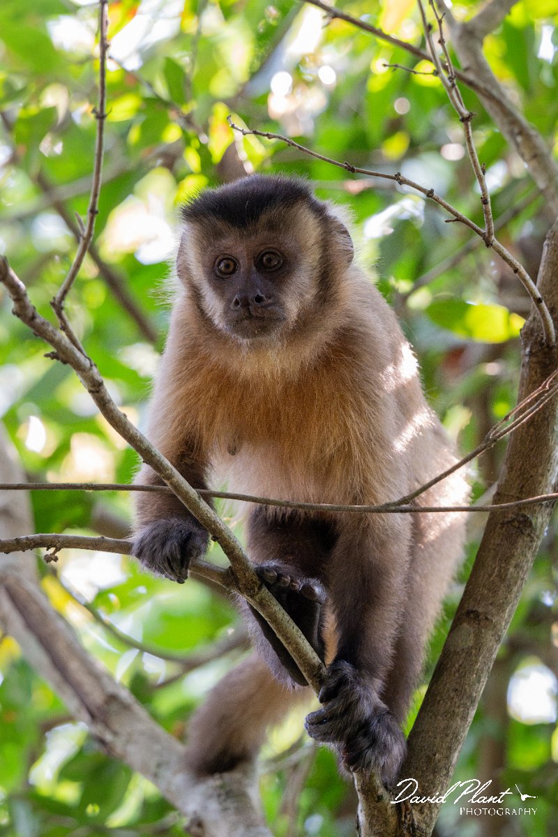 DPPhotography - Pantanal - Azara's capuchin - L.jpg - Azara's capuchin, Sapajus cay - Pantanal, Brazil