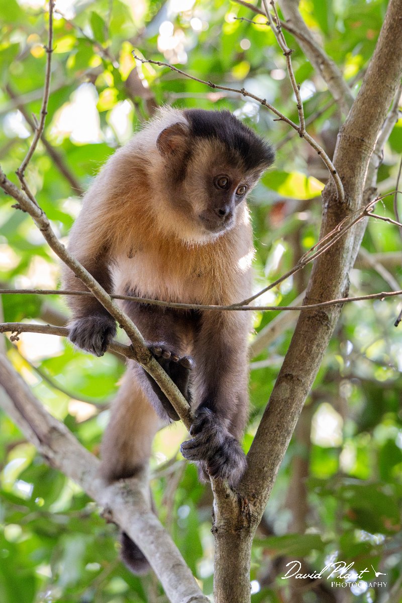 DPPhotography - Pantanal - Azara's capuchin - M.jpg - Azara's capuchin, Sapajus cay - Pantanal, Brazil